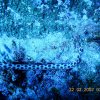Poisson Anguille de sable a taches noirs 3 ou serpentine Ma